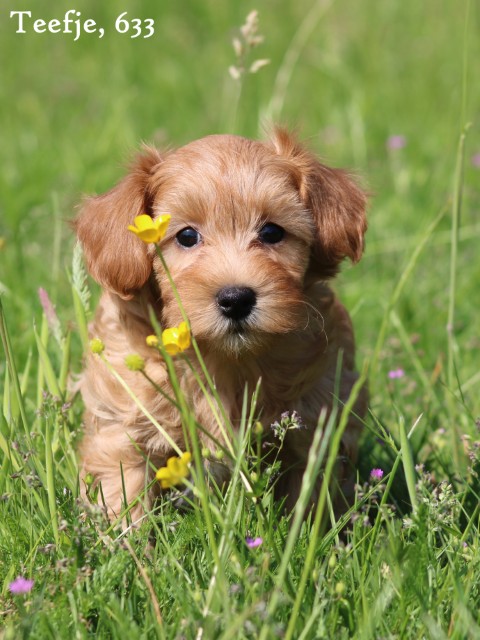 Maltipoo pups (klik hier voor meer informatie)