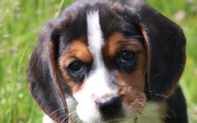 Beaglier pup, teefje (klik hier voor meer informatie)