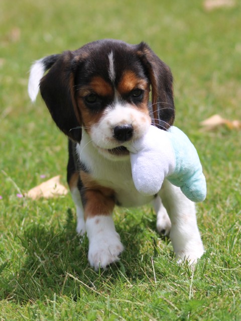 Beaglier pups (klik hier voor meer informatie)