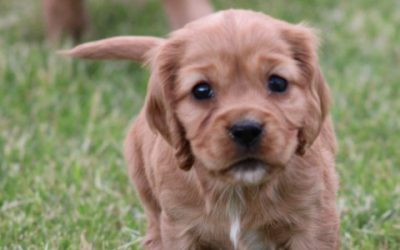 Kruising Engelse Cocker Spaniel pups, Reutjes (klik hier voor meer informatie)