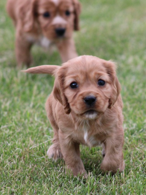 Kruising Engelse Cocker Spaniel pups, Reutjes (klik hier voor meer informatie)