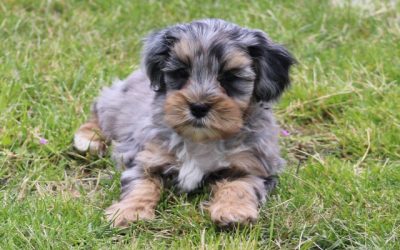 Boompoo pups