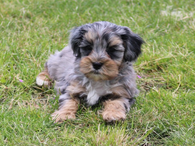 Boompoo pups