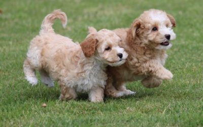 Maltipoo pups (klik hier voor meer informatie)