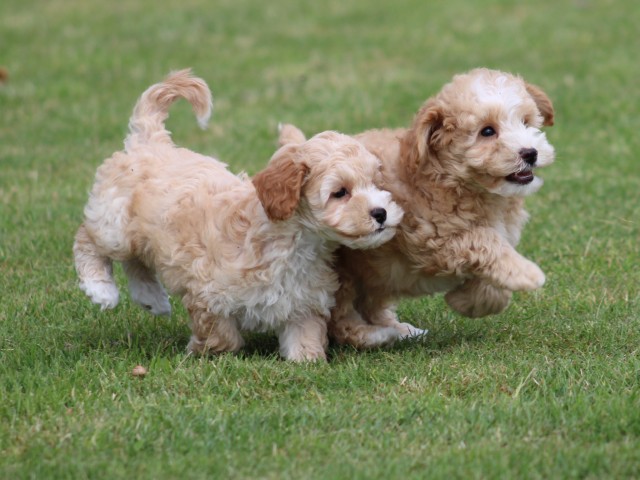 Maltipoo pups (klik hier voor meer informatie)