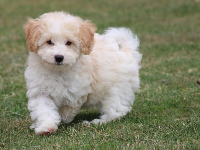 Maltipoo pups (klik hier voor meer informatie)