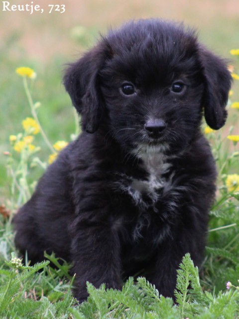 Poogle pups (klik hier voor meer informatie)