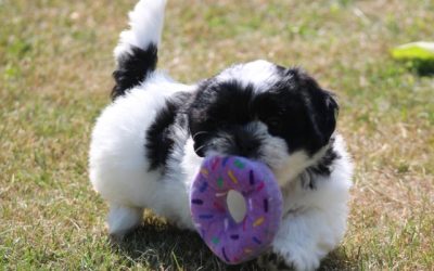Boomer pup, teefje( Klik hier voor meer informatie )