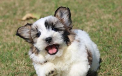 Boomer pups ( Klik hier voor meer informatie )