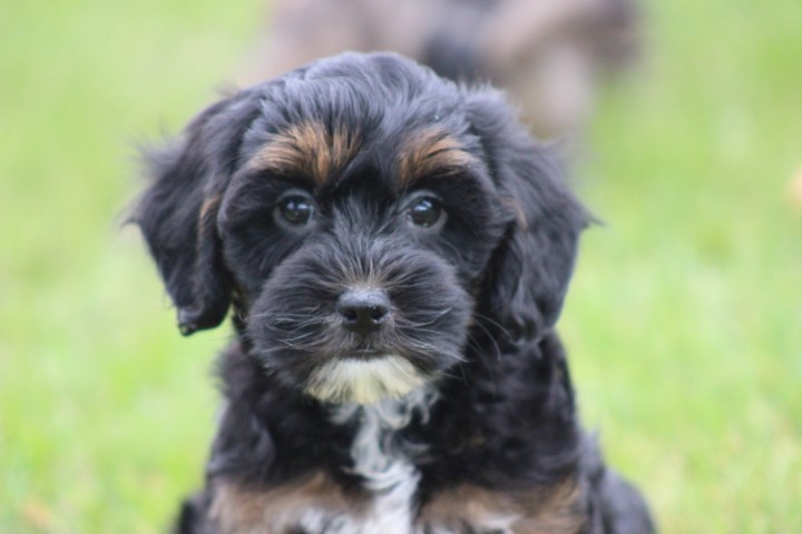 Maltipoo pups (klik hier voor meer informatie)