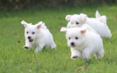 Maltezer pups (klik hier voor meer informatie)