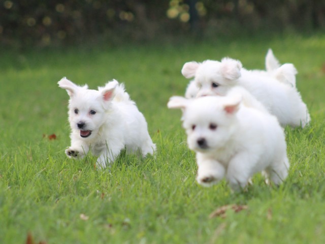 Maltezer pups (klik hier voor meer informatie)
