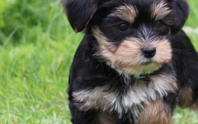 Morkie pups (klik hier voor meer informatie)