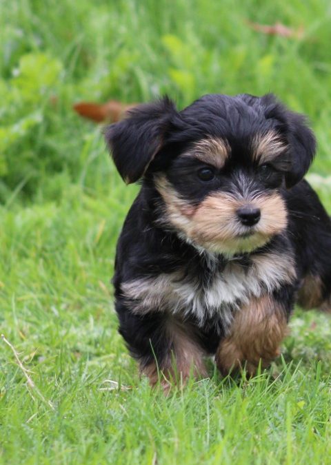 Morkie pup (klik hier voor meer informatie)
