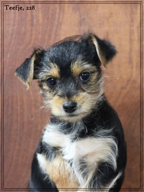 Morkie pup, teefje (klik hier voor meer informatie)