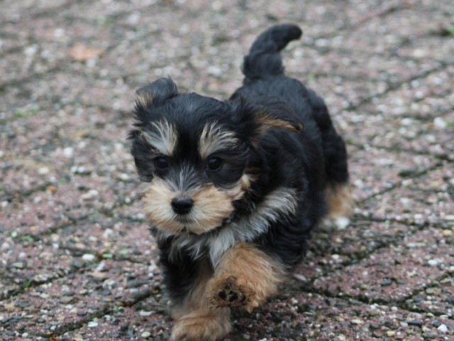 Morkie pups (klik hier voor meer informatie)