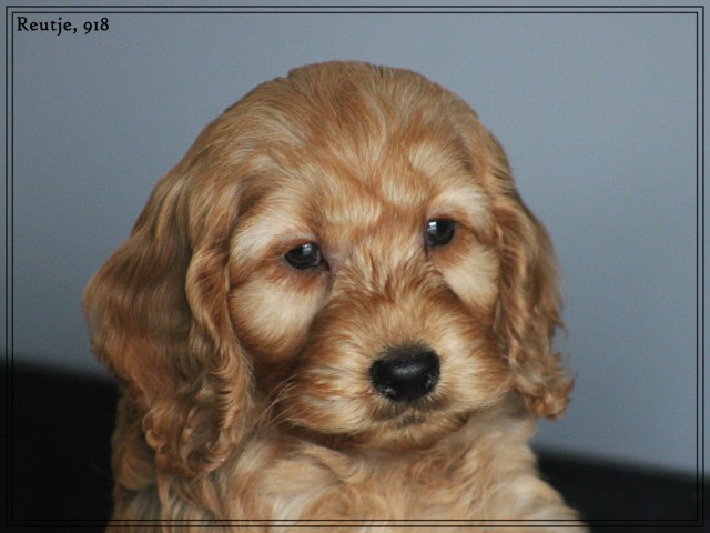 Cockapoo pups (klik hier voor meer informatie)