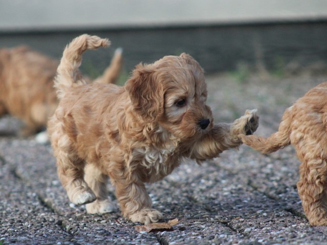 Cockapoo pups (klik hier voor meer informatie)