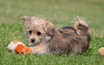 Morkie pup, teefje (klik hier voor meer informatie)