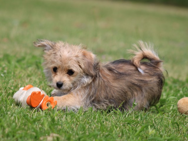 Morkie pup, teefje (klik hier voor meer informatie)