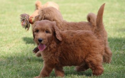 Goldendoodle pups