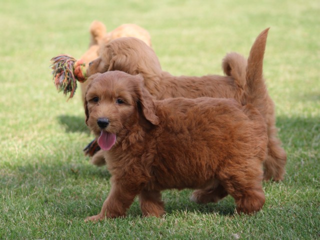 Goldendoodle pups