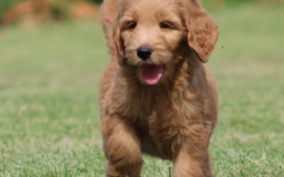 Goldendoodle pups