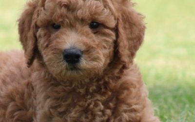 Goldendoodle pups