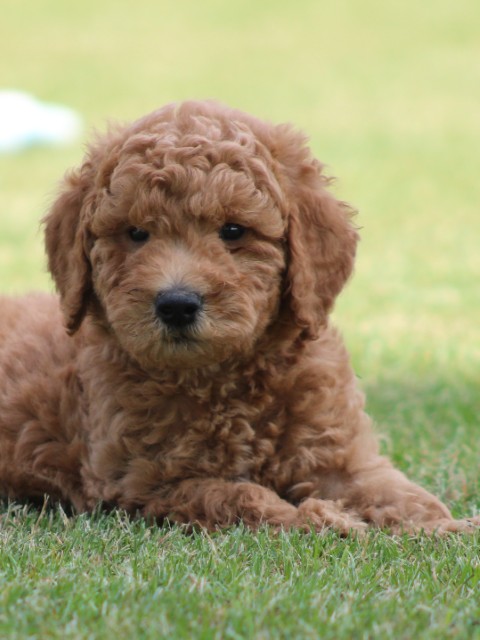 Goldendoodle pups