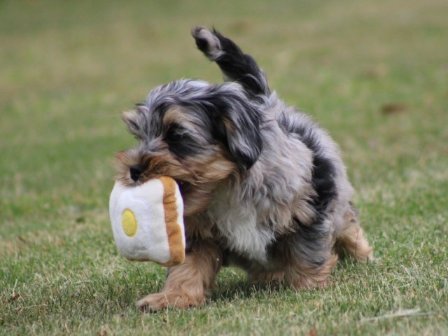 Boomer pup, reutje (klik hier voor meer informatie)