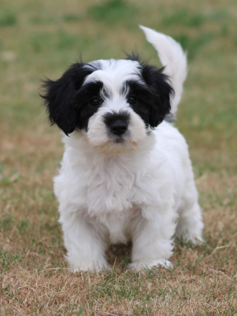 Boomer pups (klik hier voor meer informatie)