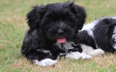 Boomer pup, Reutje (klik hier voor meer informatie)