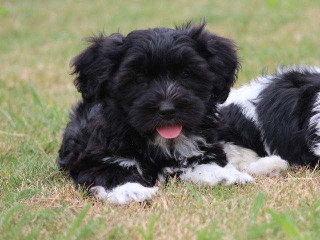 Boomer pup (klik hier voor meer informatie)