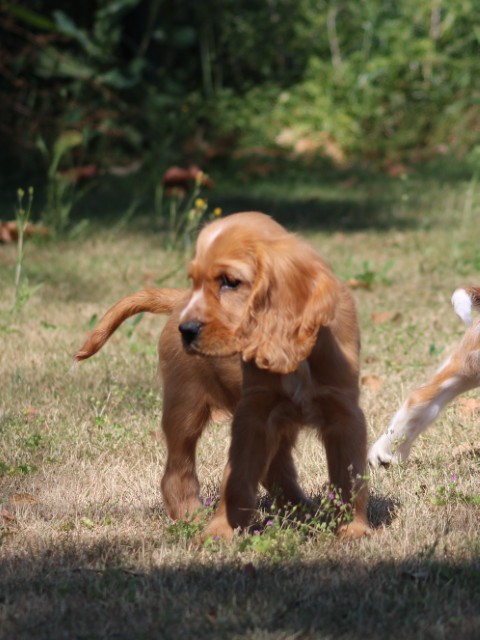 Kruising Engelse Cocker Spaniel pups, Reutjes (klik hier voor meer informatie)