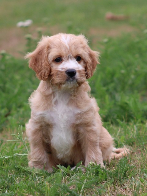 Cavalier King Charles spaniël X Boomer (voor meer informatie klik hier)
