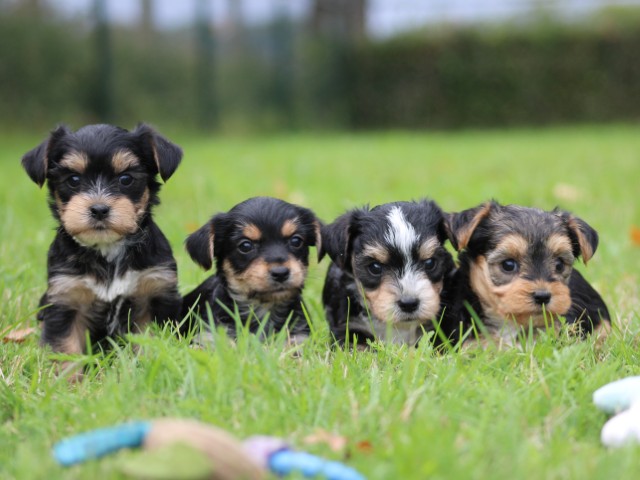 Morkie pups (klik hier voor meer informatie)