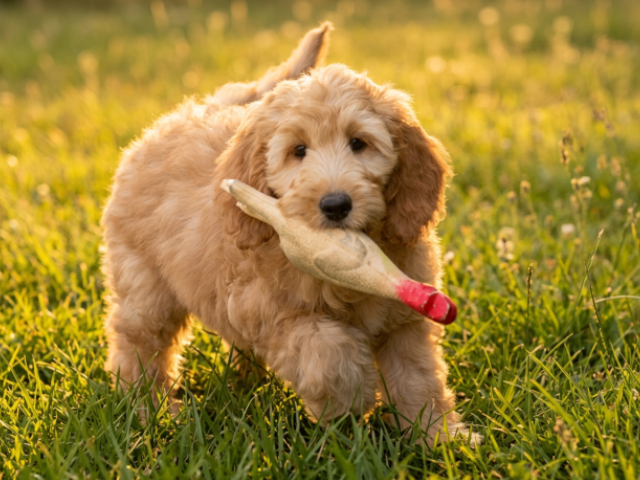 Goldendoodle pups