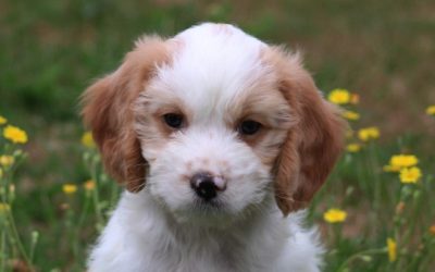 Cavalier King Charles spaniël X Boomer pups(voor meer informatie klik hier)
