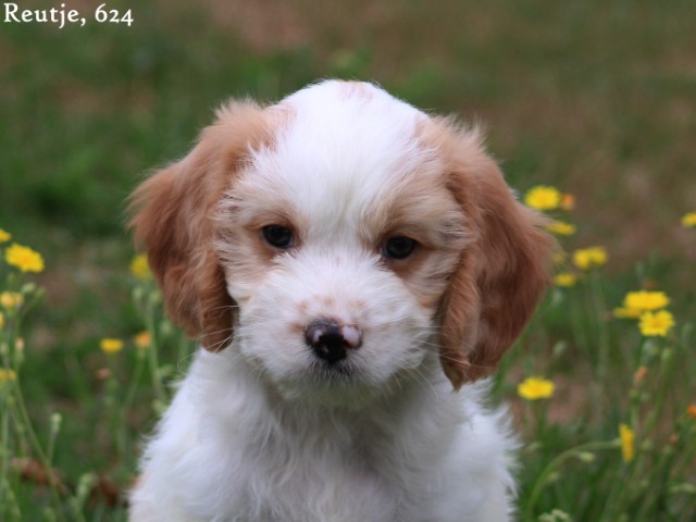 Cavalier King Charles spaniël X Boomer pups(voor meer informatie klik hier)