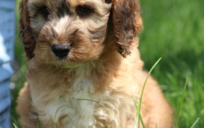 Knappe Cockapoo pups (klik hier voor meer informatie)