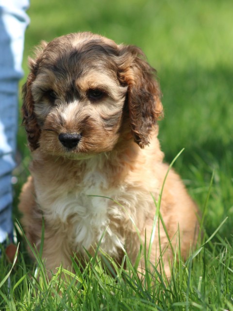Knappe Cockapoo pups (klik hier voor meer informatie)