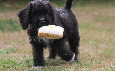 Poogle pups (klik hier voor meer informatie)