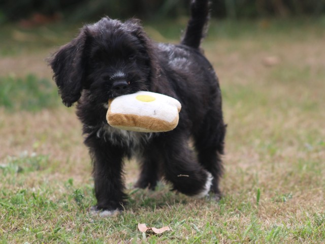 Poogle pups (klik hier voor meer informatie)