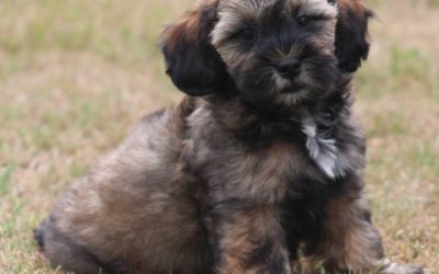 Maltipoo pup, reutje (klik hier voor meer informatie)