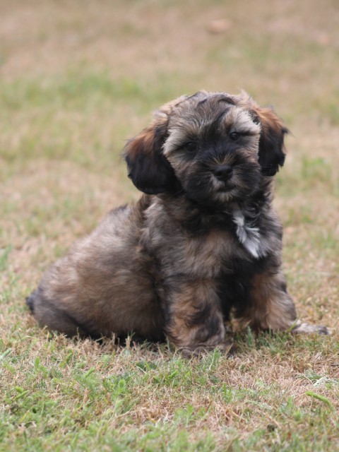 Maltipoo pup, reutje (klik hier voor meer informatie)
