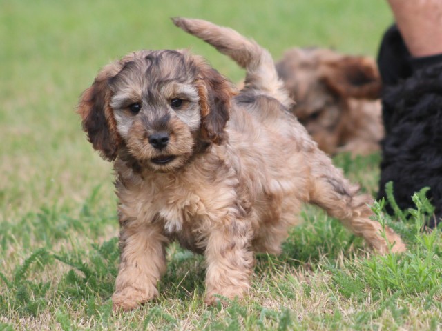Knappe Cockapoo pups (klik hier voor meer informatie)