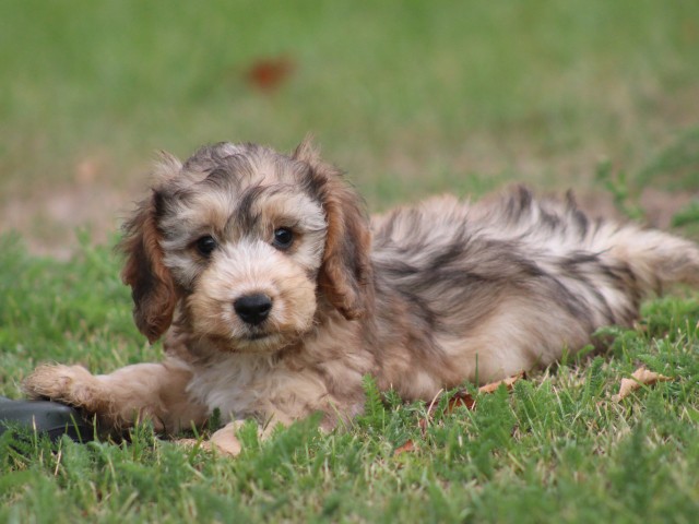 Knappe Cockapoo pups (klik hier voor meer informatie)