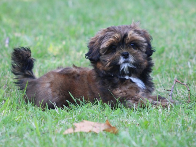 Boomer pup, teefje( Klik hier voor meer informatie )