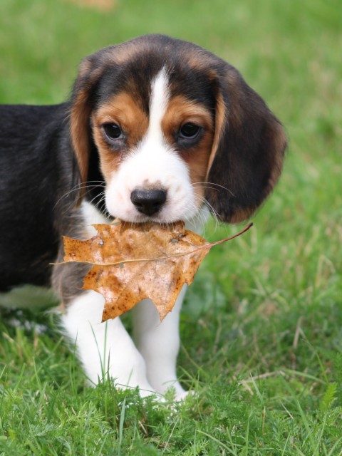 Beaglier pup, reutje (klik hier voor meer informatie)