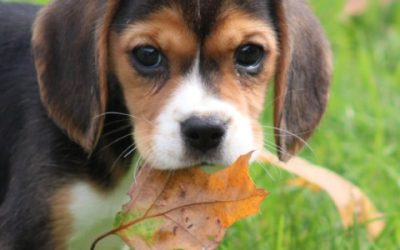 Knappe beaglier pup (klik hier voor meer informatie)